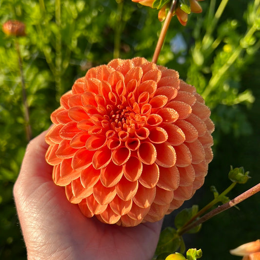 Dahlia Ruth Ann Utgår!