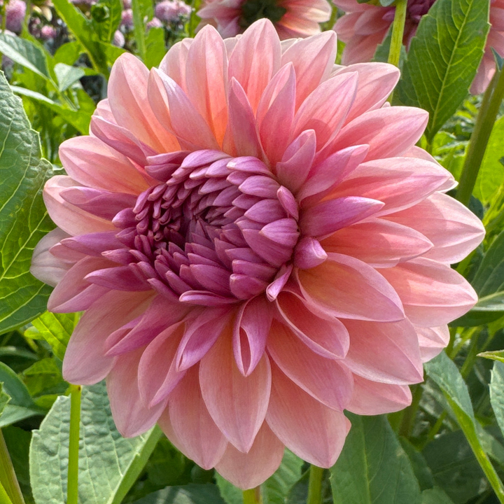 Dahlia Sturm Sweet Maria