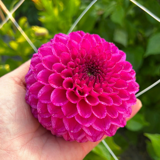 Dahlia Cryfield Harmony