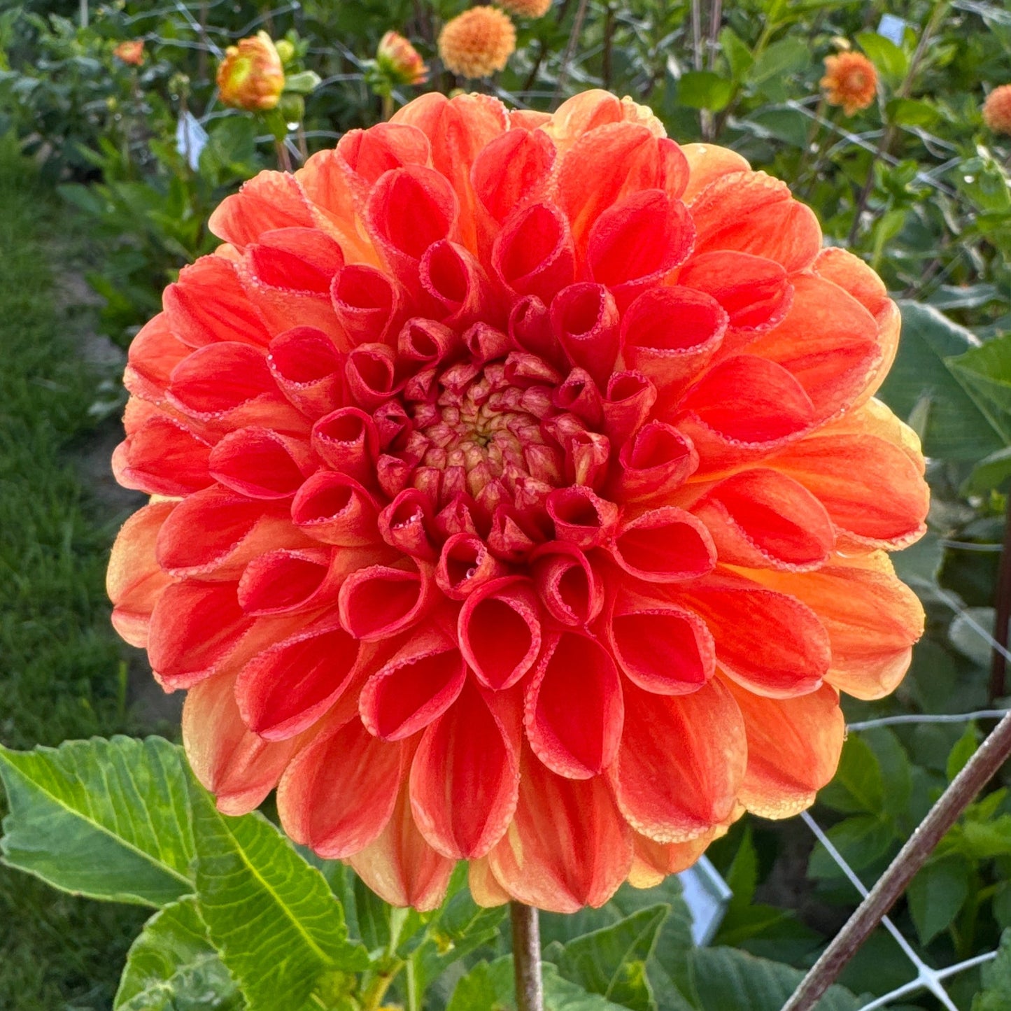 Dahlia Symphony Nyhet!