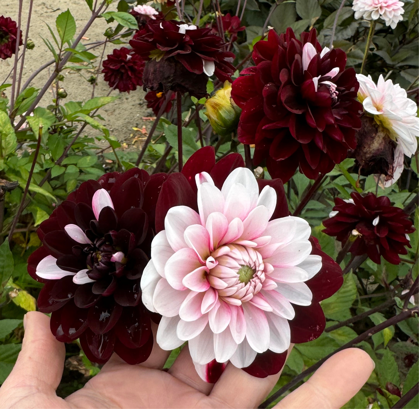 Dahlia Daria in Love Nyhet!