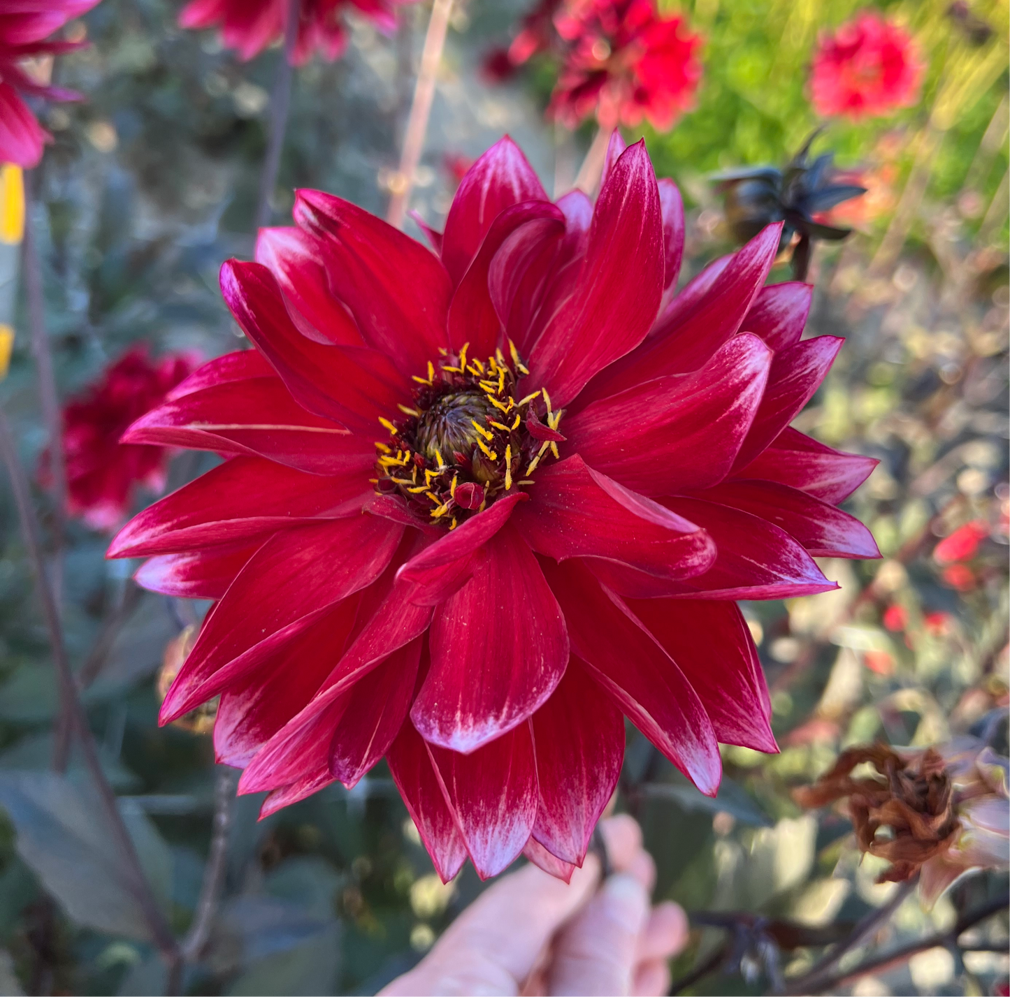 Dahlia Dakarin Nyhet!