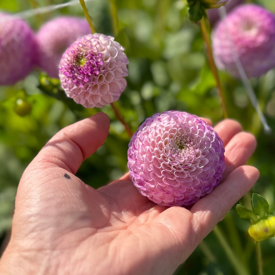 Dahlia Ping Pong
