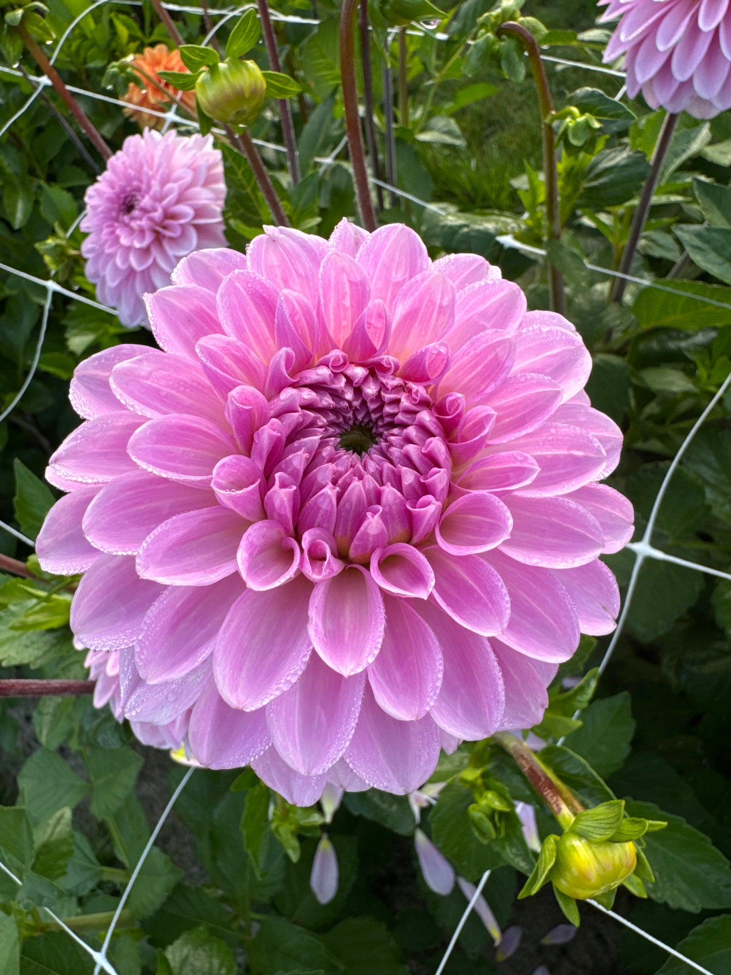 Dahlia Bazuin Lavender