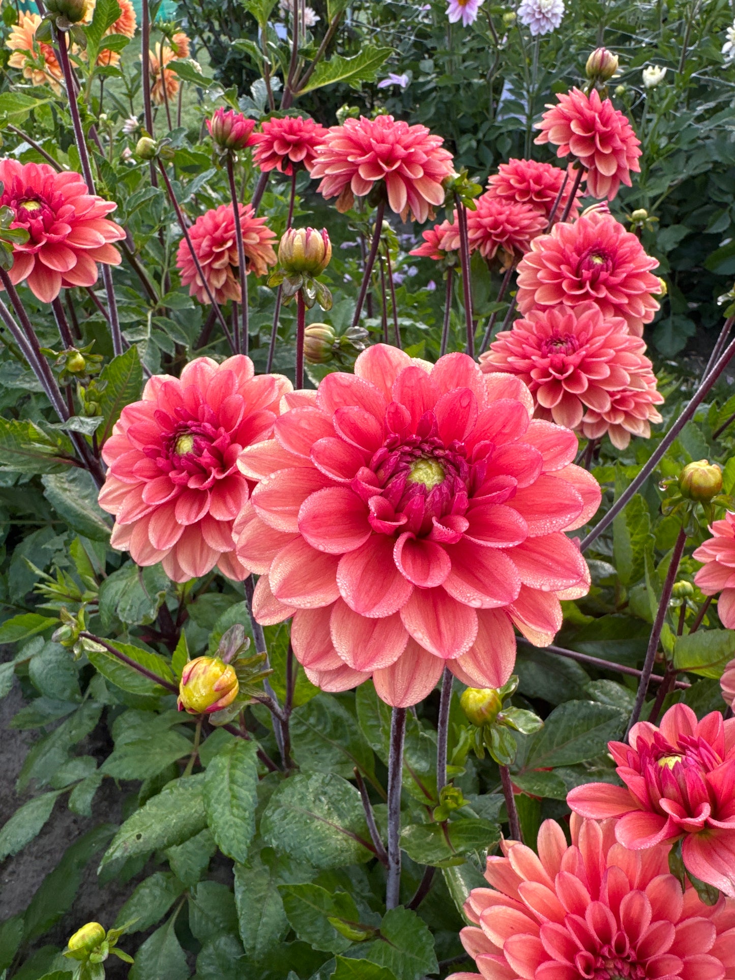 Dahlia Orange Girl