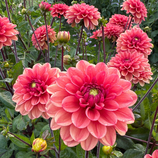 Dahlia Orange Girl