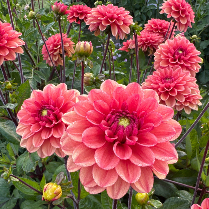 Dahlia Orange Girl