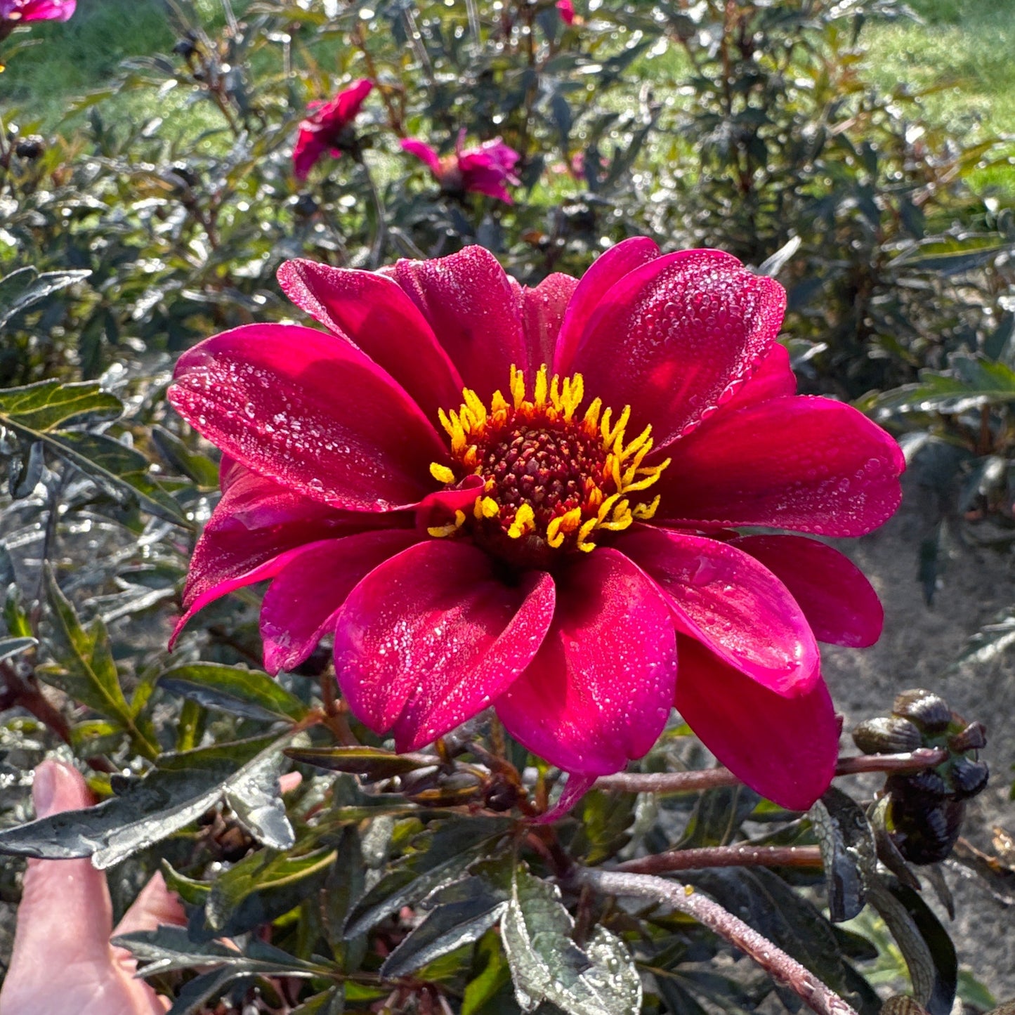 Dahlia Bishop of Caterbury Nyhet!