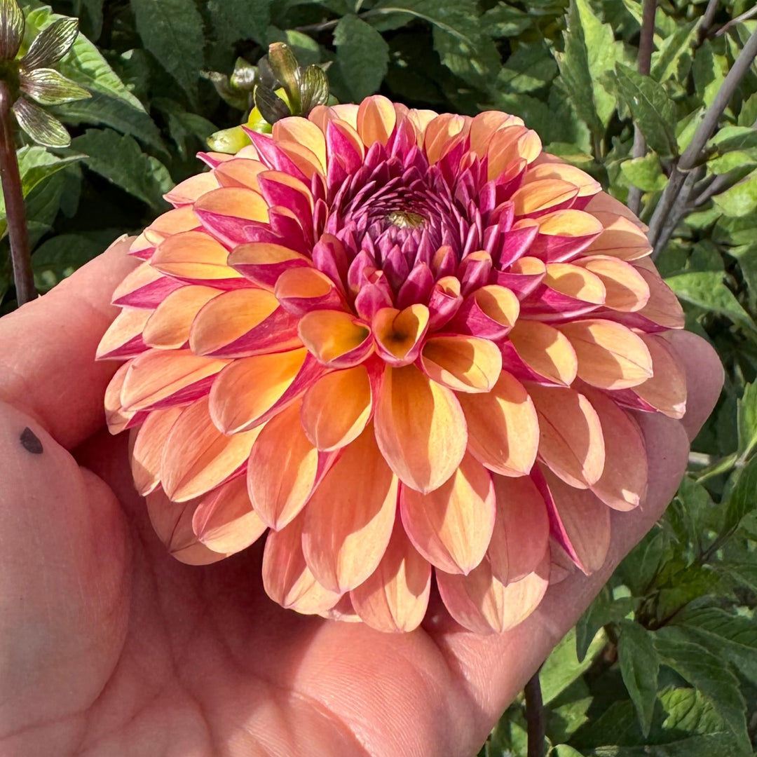 Dahlia Palmares