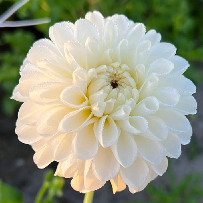 Dahlia Bazuin® Snow White
