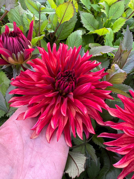 Dahlia Inferno LB-113