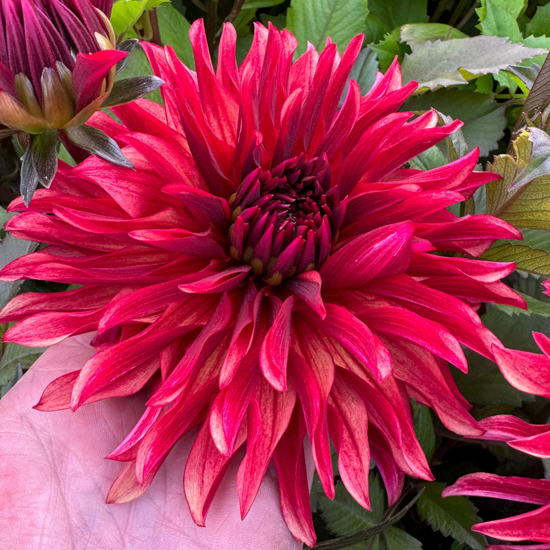 Dahlia Inferno