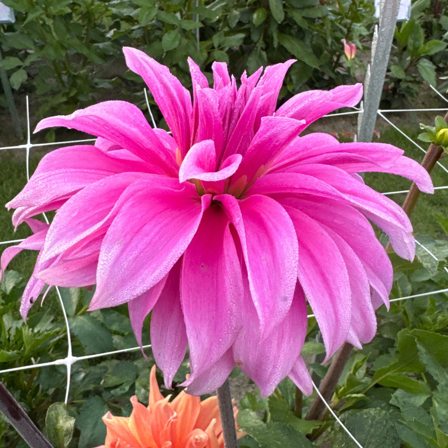 Dahlia Babylon Lilac Nyhet!