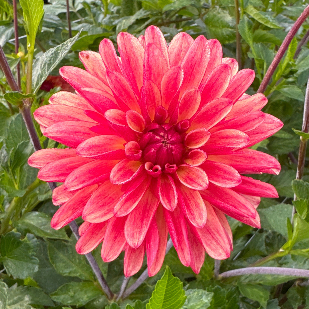 Dahlia Crazy Legs