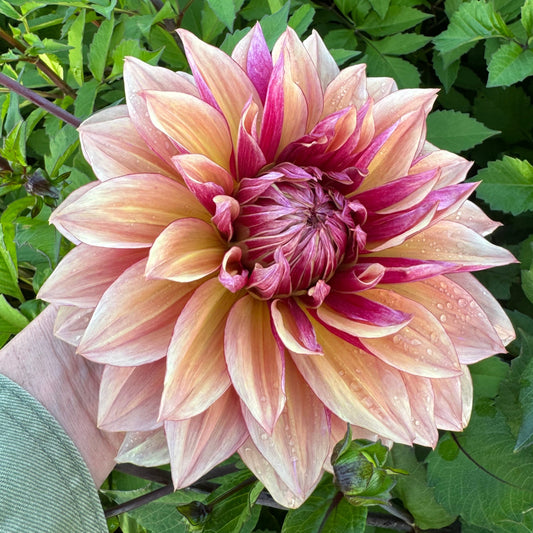 Dahlia Love Lovis LB-013