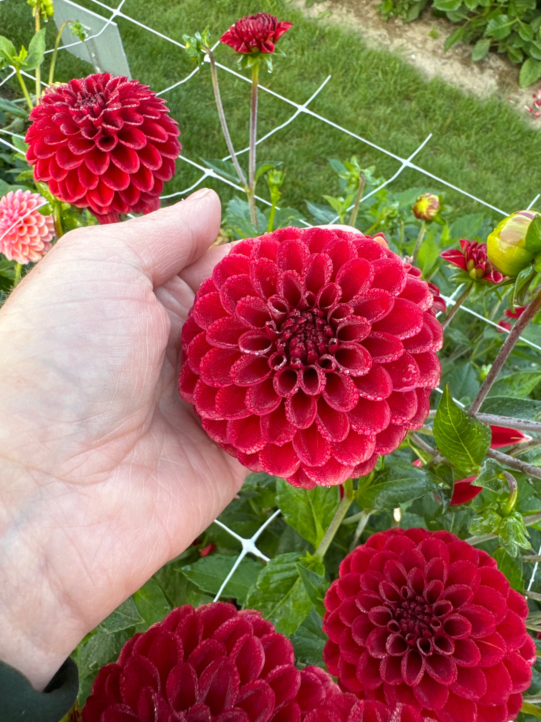 Dahlia Maroon Fox®