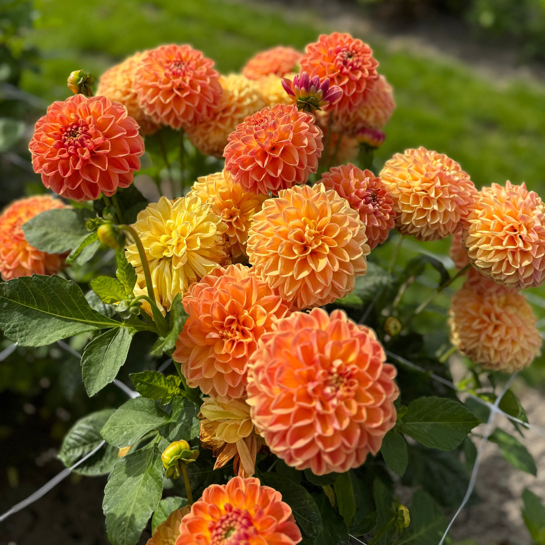 Dahlia Orange Cassini