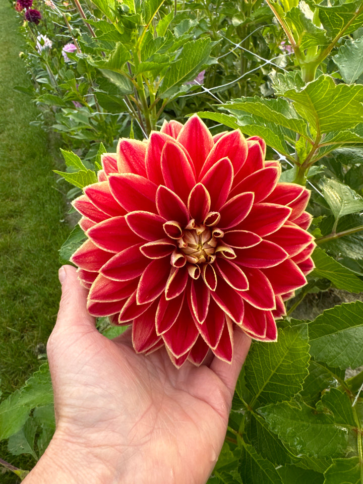 Dahlia Maxime UTGÅR!