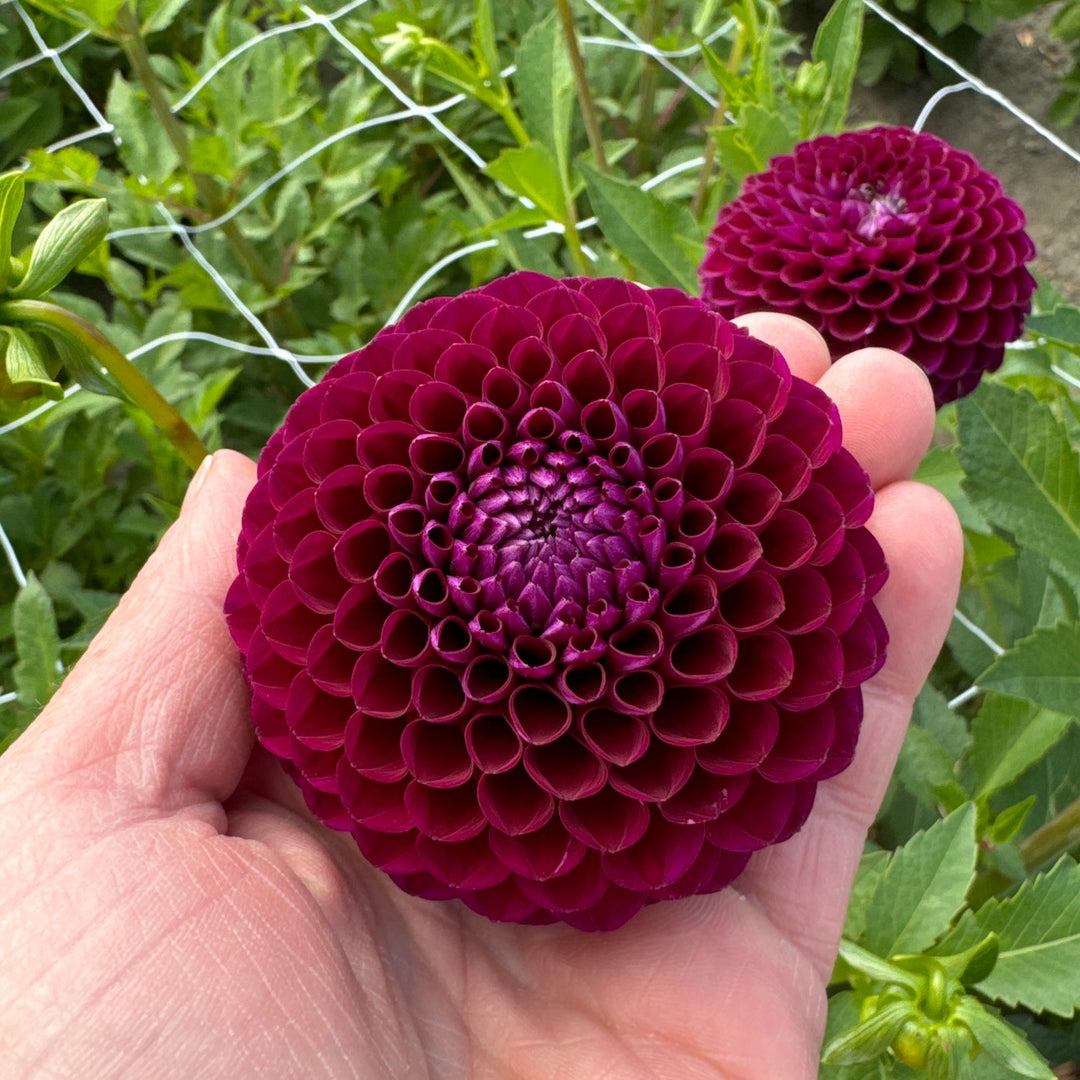 Dahlia Downham Royal