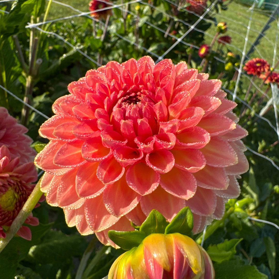 Dahlia Hillcrest Suffusion