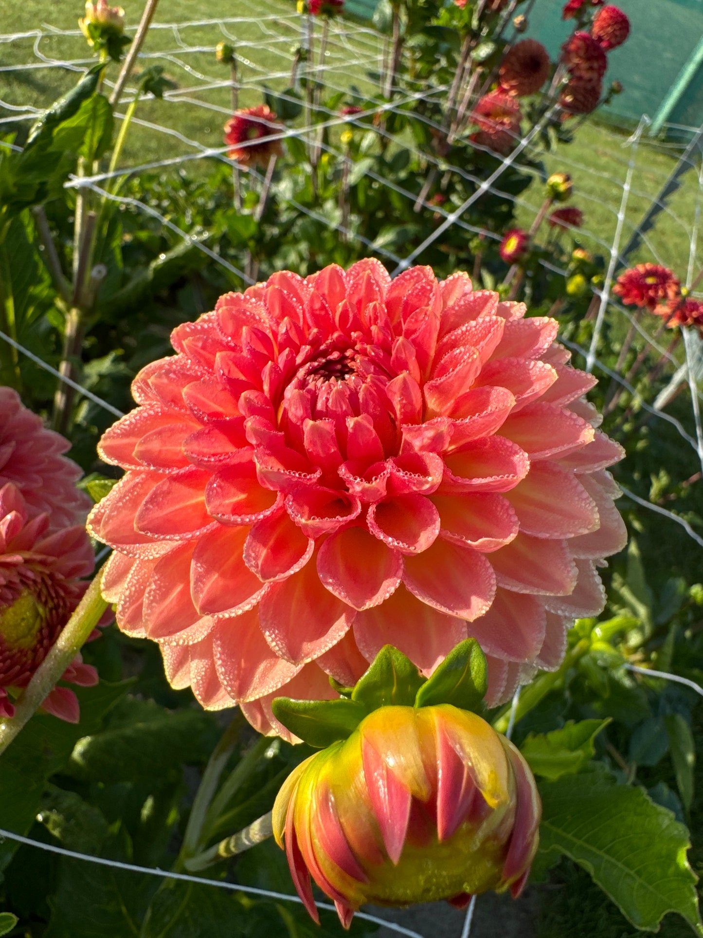 Dahlia Hillcrest Suffusion