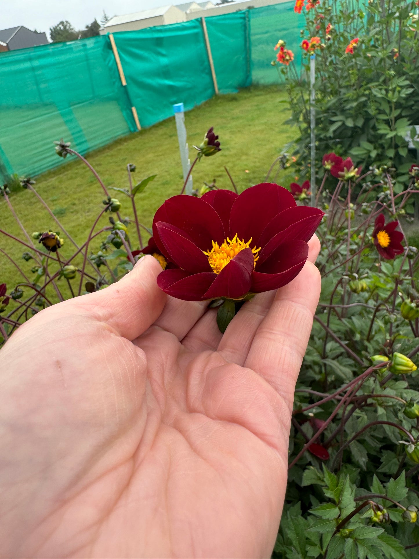 Dahlia Mexican Star Nyhet!