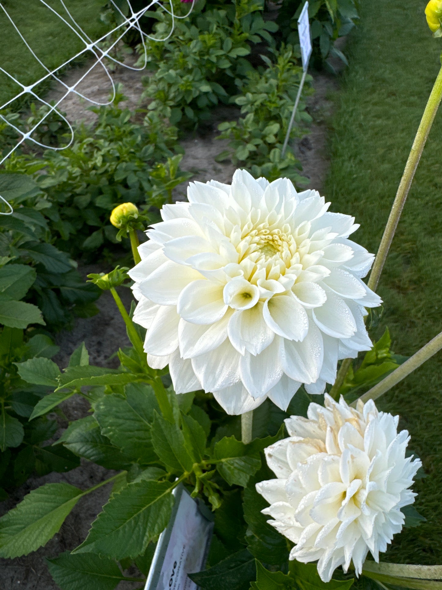 Dahlia White Love