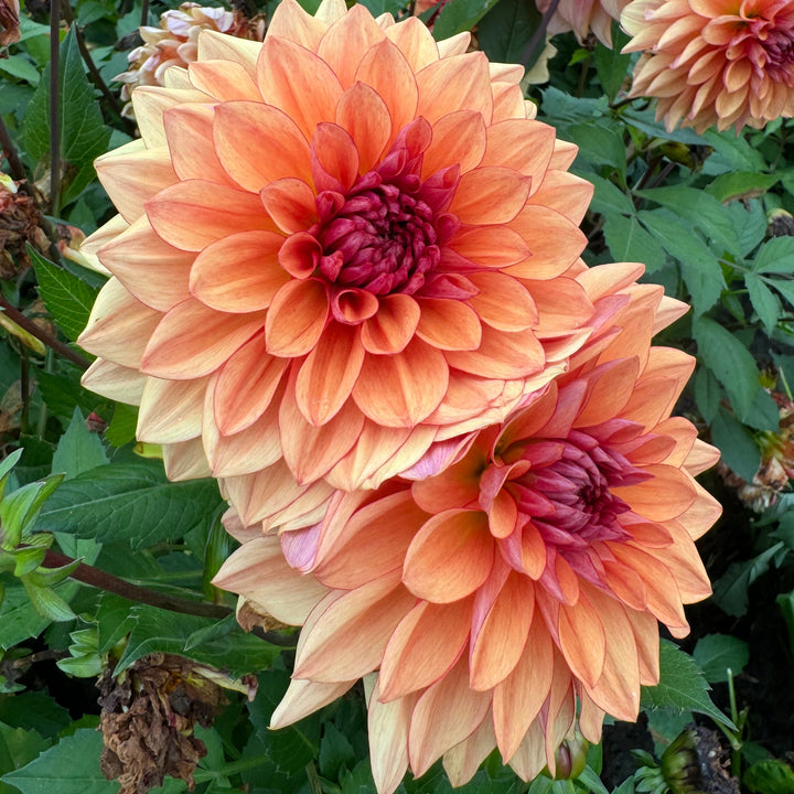 Dahlia Lovely Freja