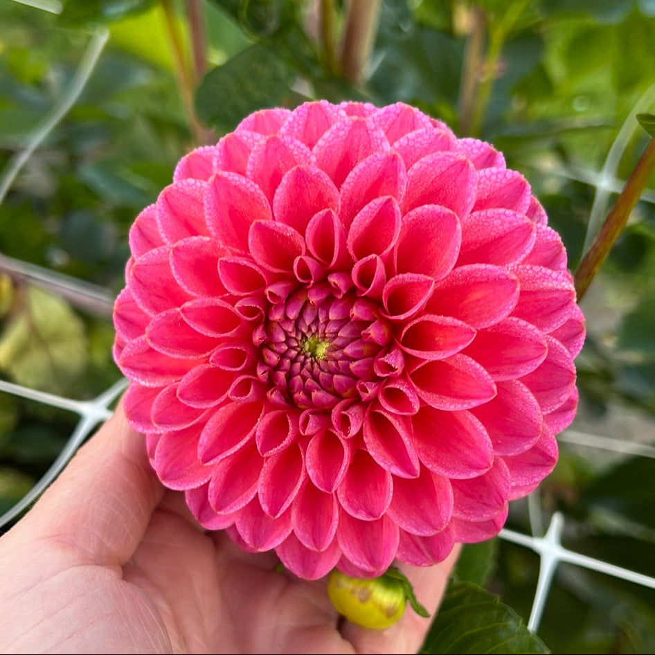 Dahlia Dikara Superb