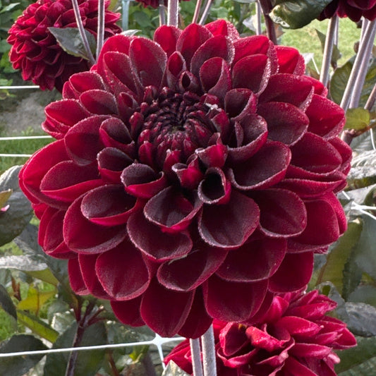 Dahlia Manoa