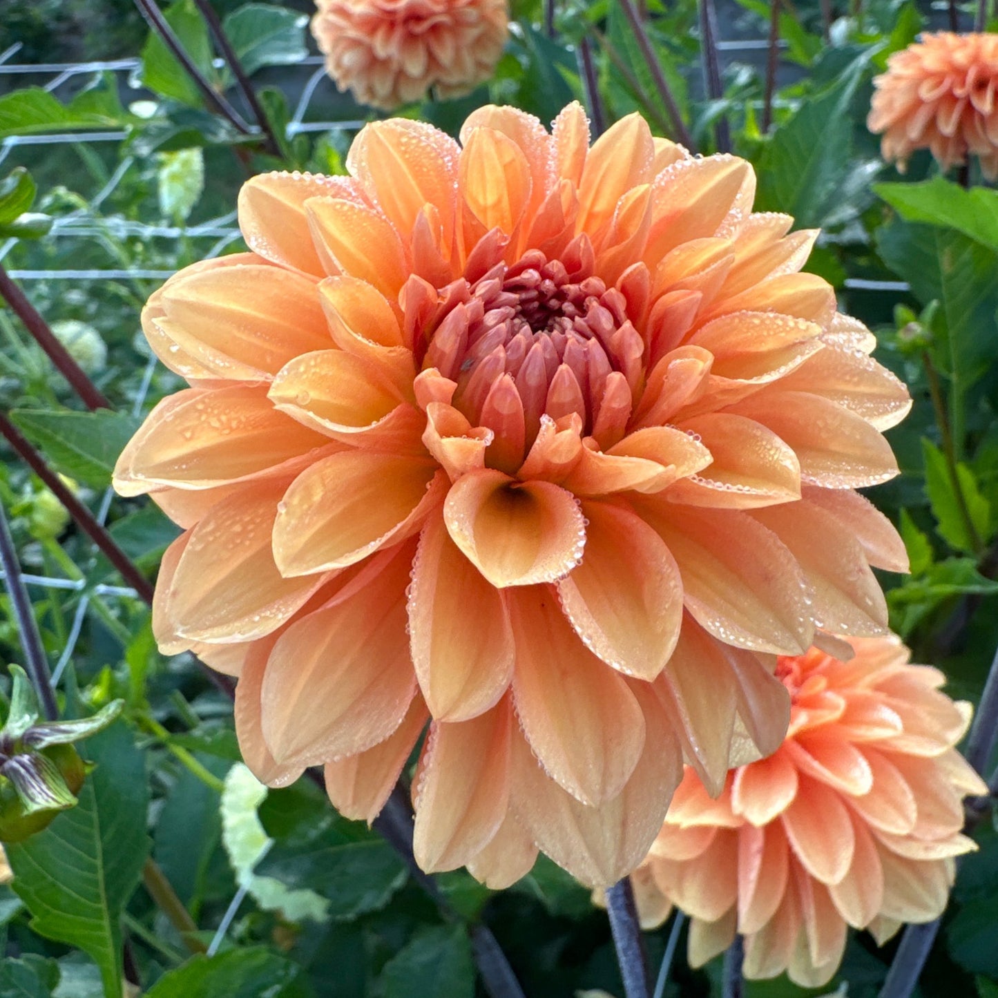 Dahlia Bazuin Bright Orange