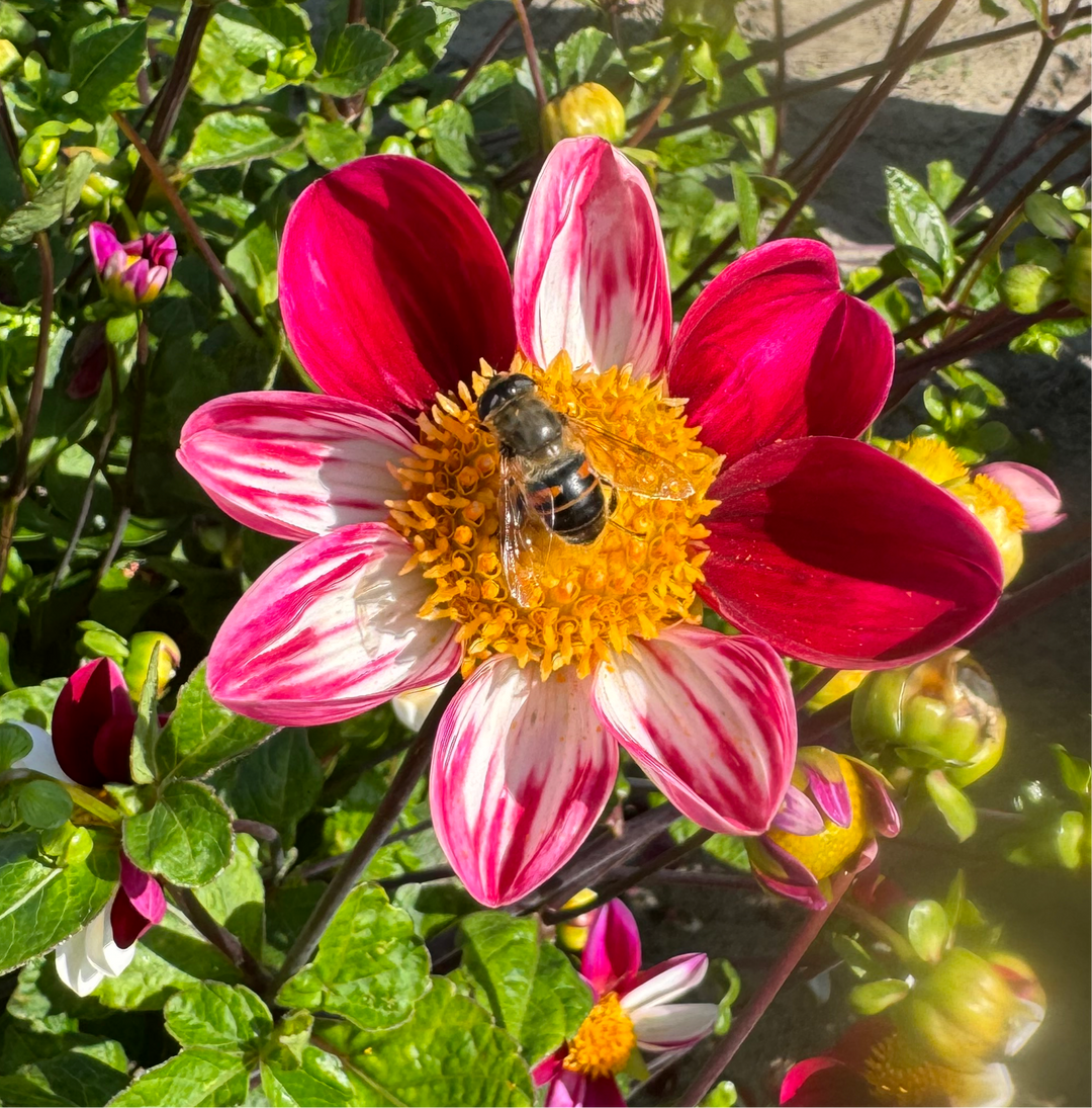 Dahlia Twyning´s Smarty Utgår!
