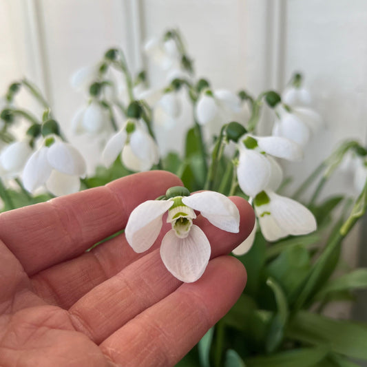 Snödroppar Galanthus Beluga