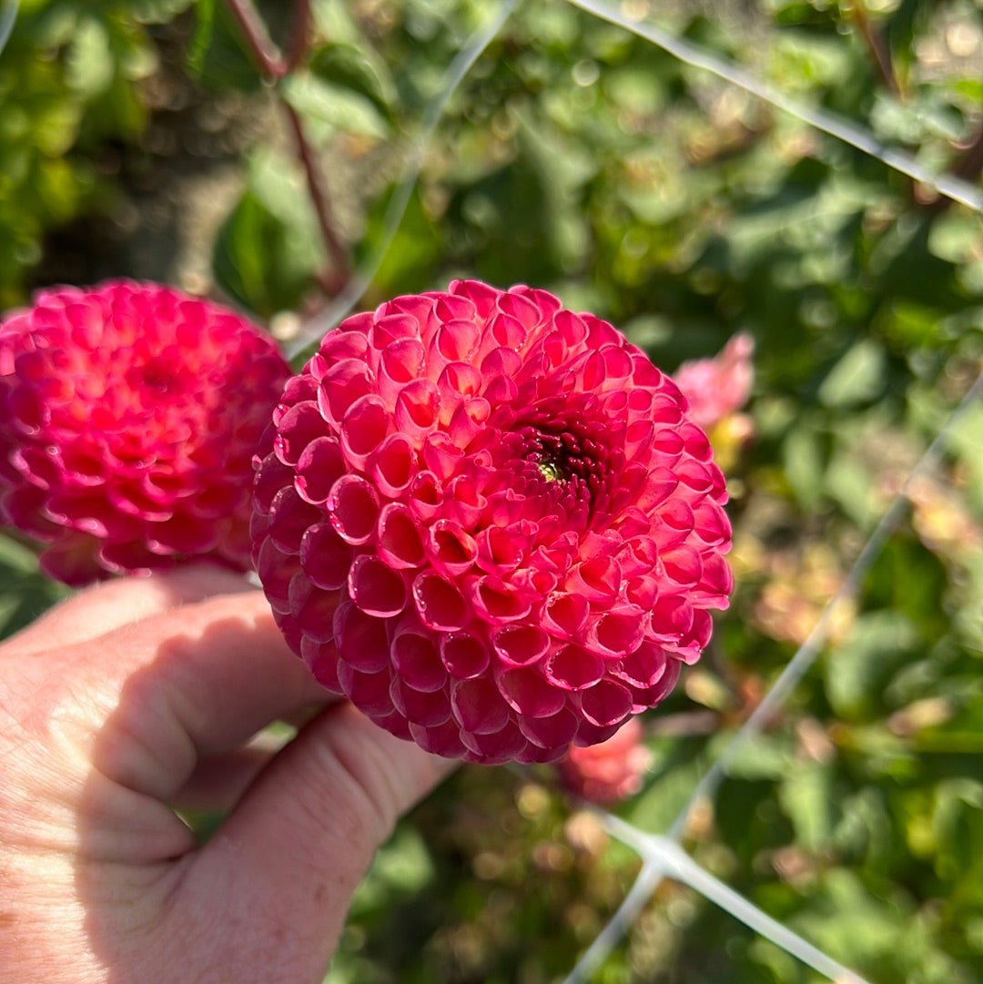 Dahlia Burlesca