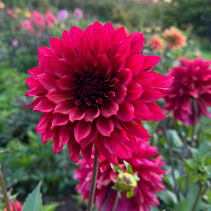 Dahlia Wild Sister