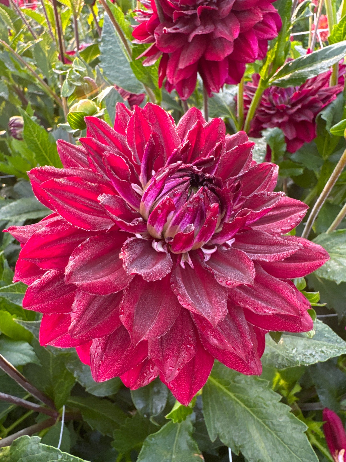 Dahlia King Arthur