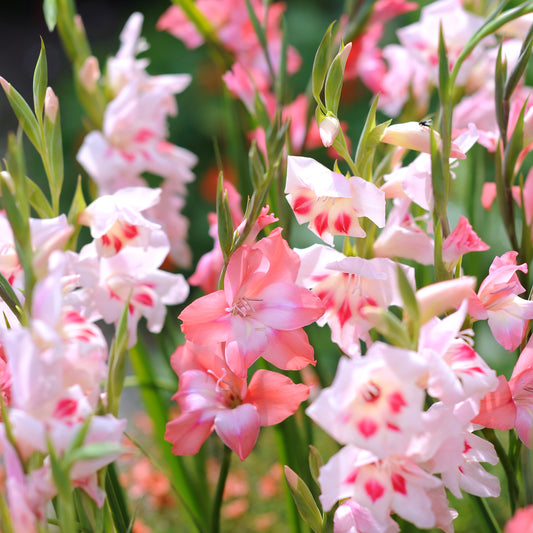 Gladiolus nanus Elvira 10st