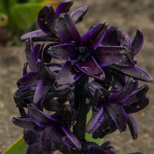 Hyacinthus Dark Dimension 3st