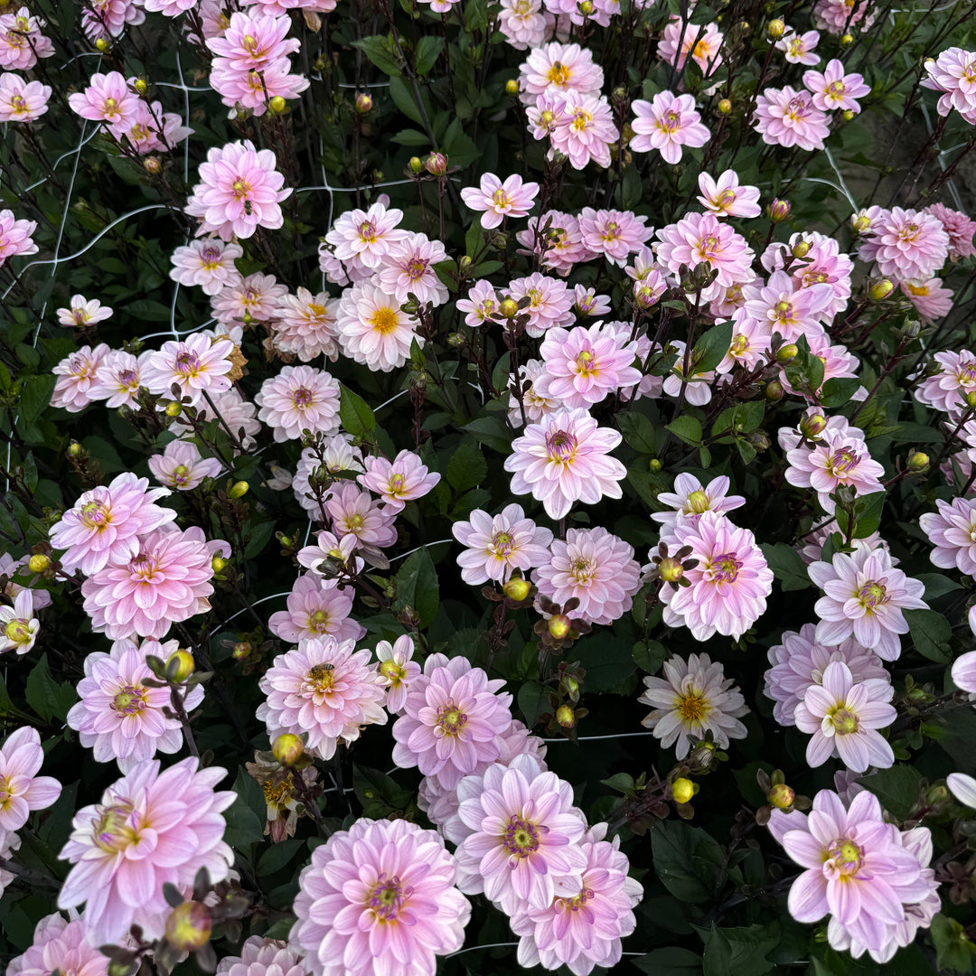 Dahlia Pacific Jewel