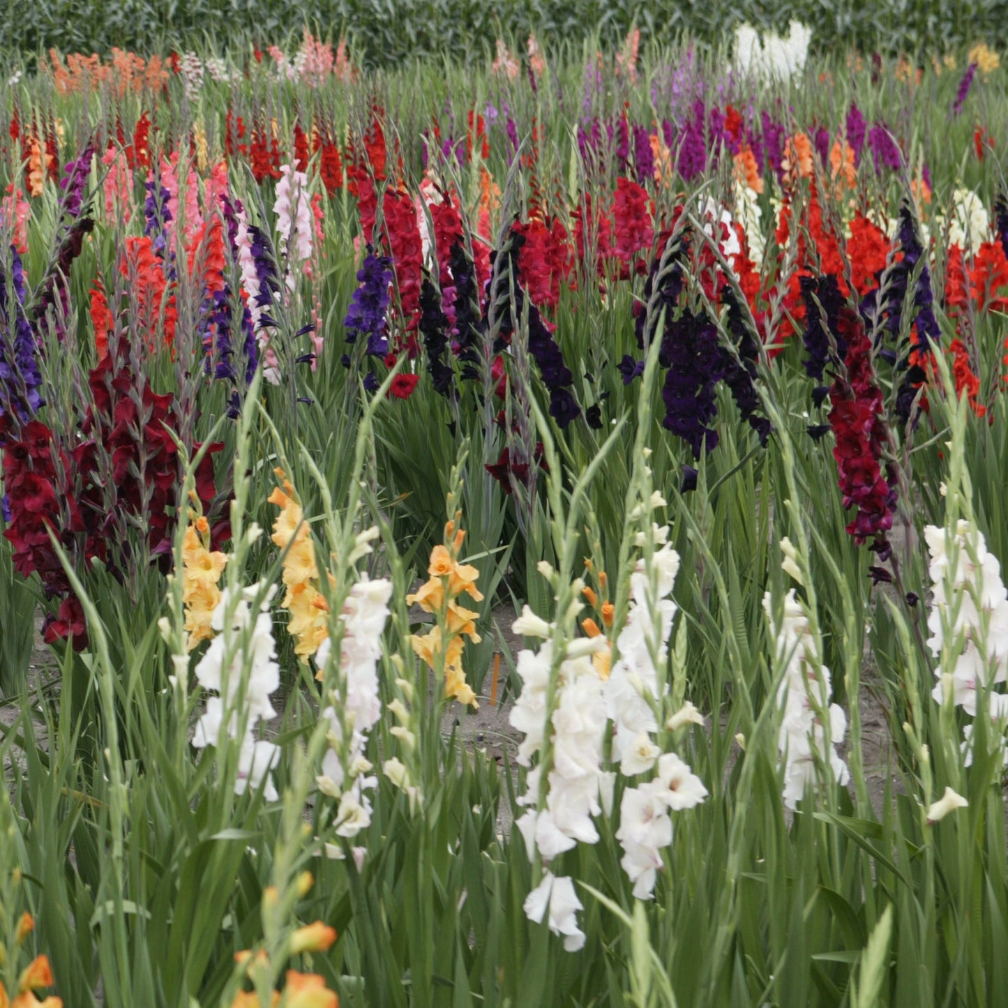 Gladiolus mix 20st