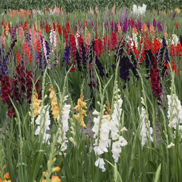 Gladiolus mix 20st