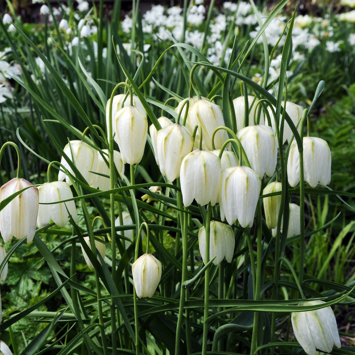 Fritillaria meleagris alba 10st