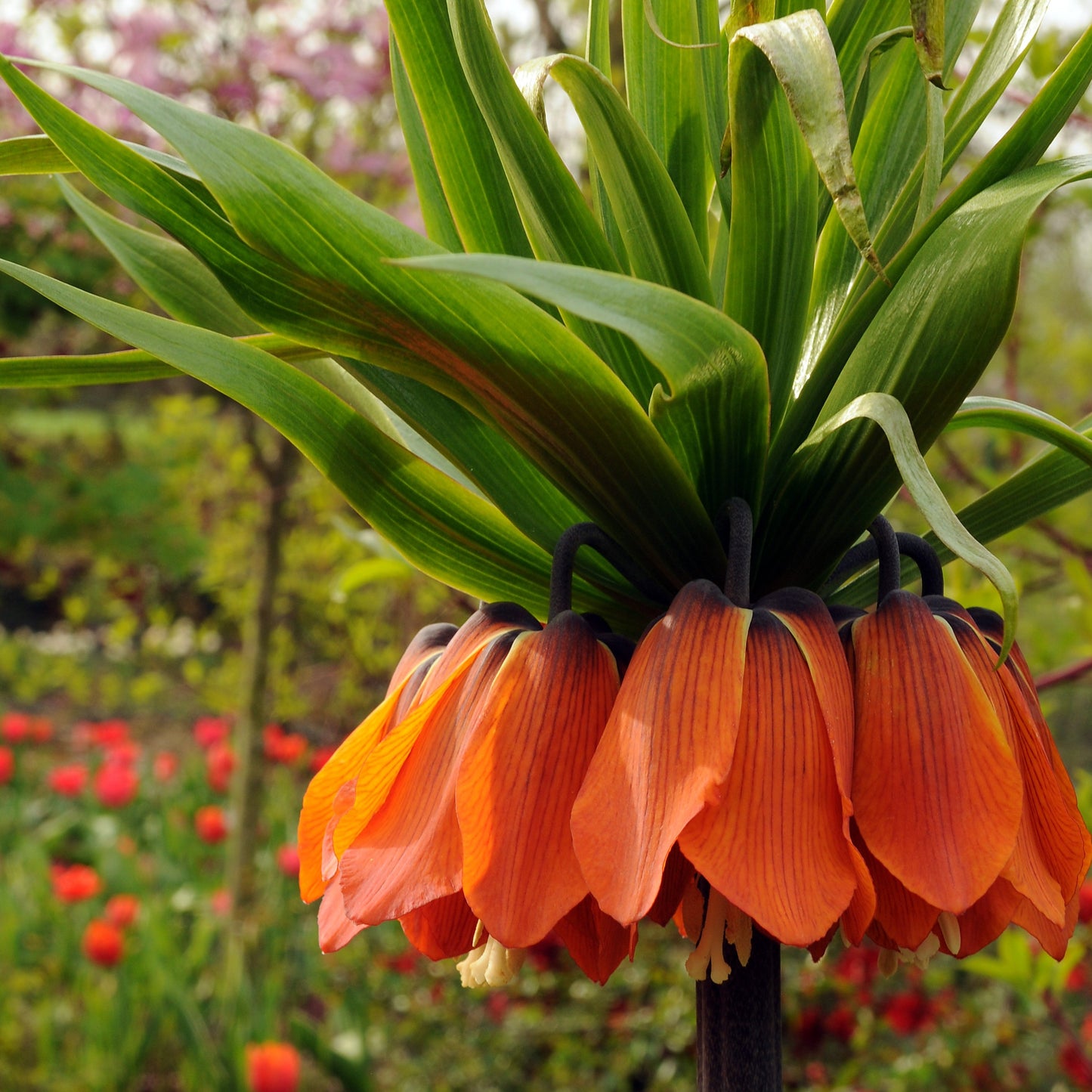 Fritillaria Imp. Garland Star Kjejsarkrona 1st