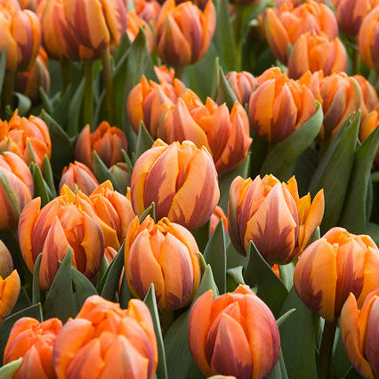 Sen tulpan 'Orange Princess'