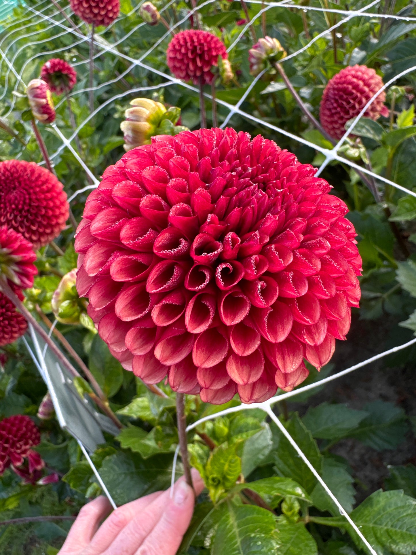 Dahlia Copper Boy