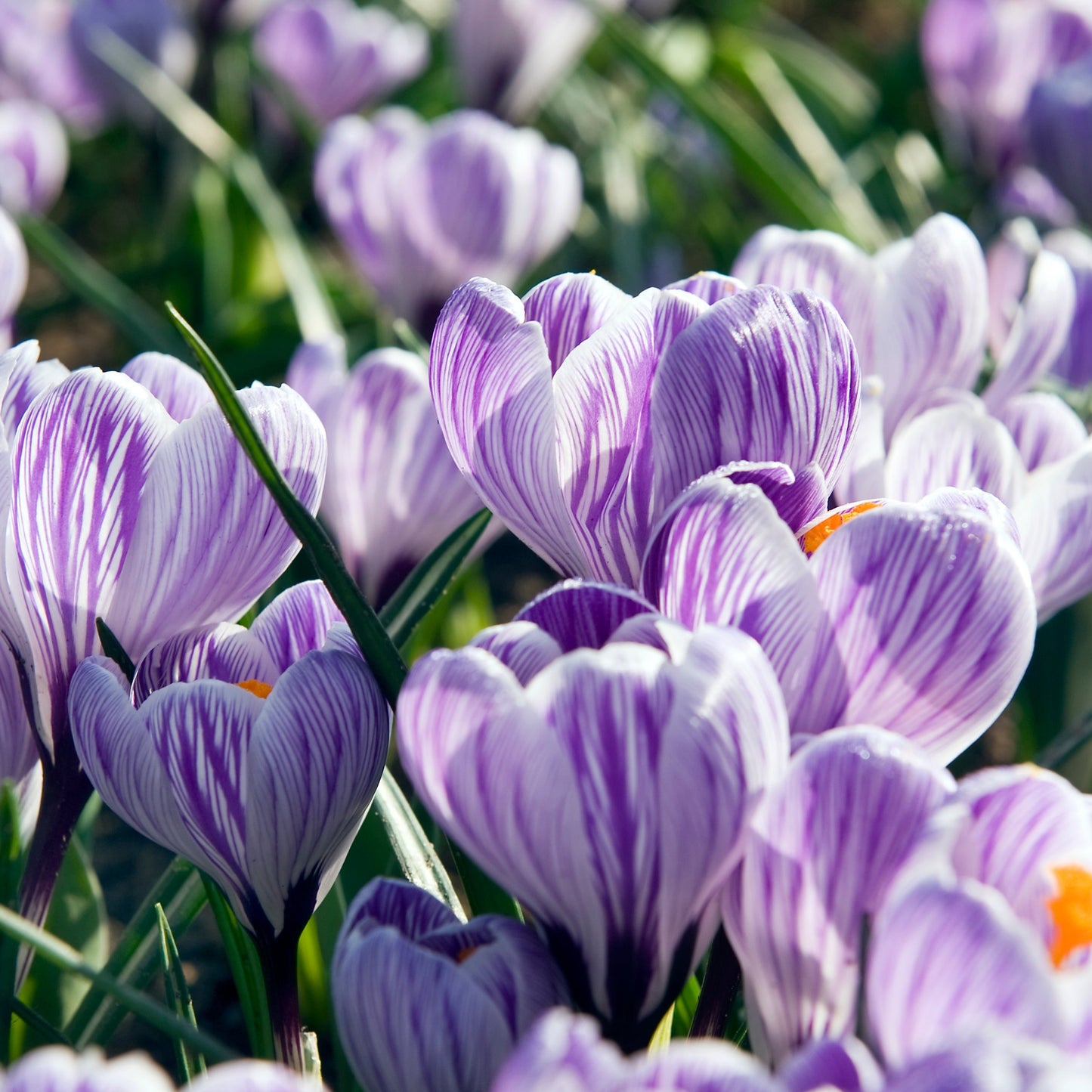 Crocus vernus King of the Striped 15st