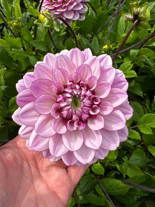 Dahlia LB-112