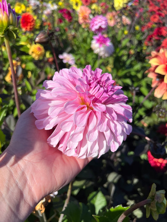 Dahlia Pydde Page LB-020