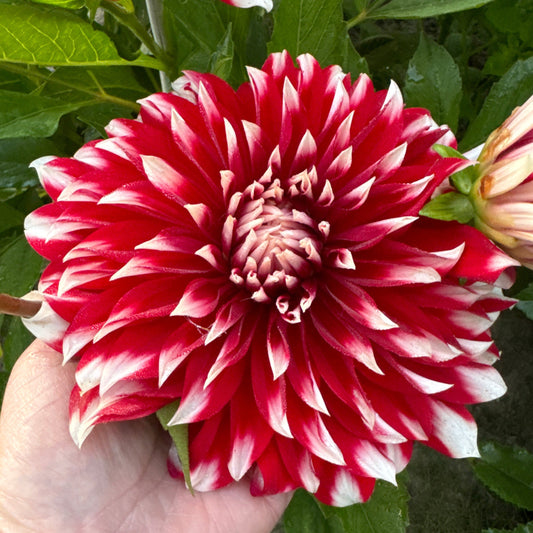 Dahlia Davos Nyhet!