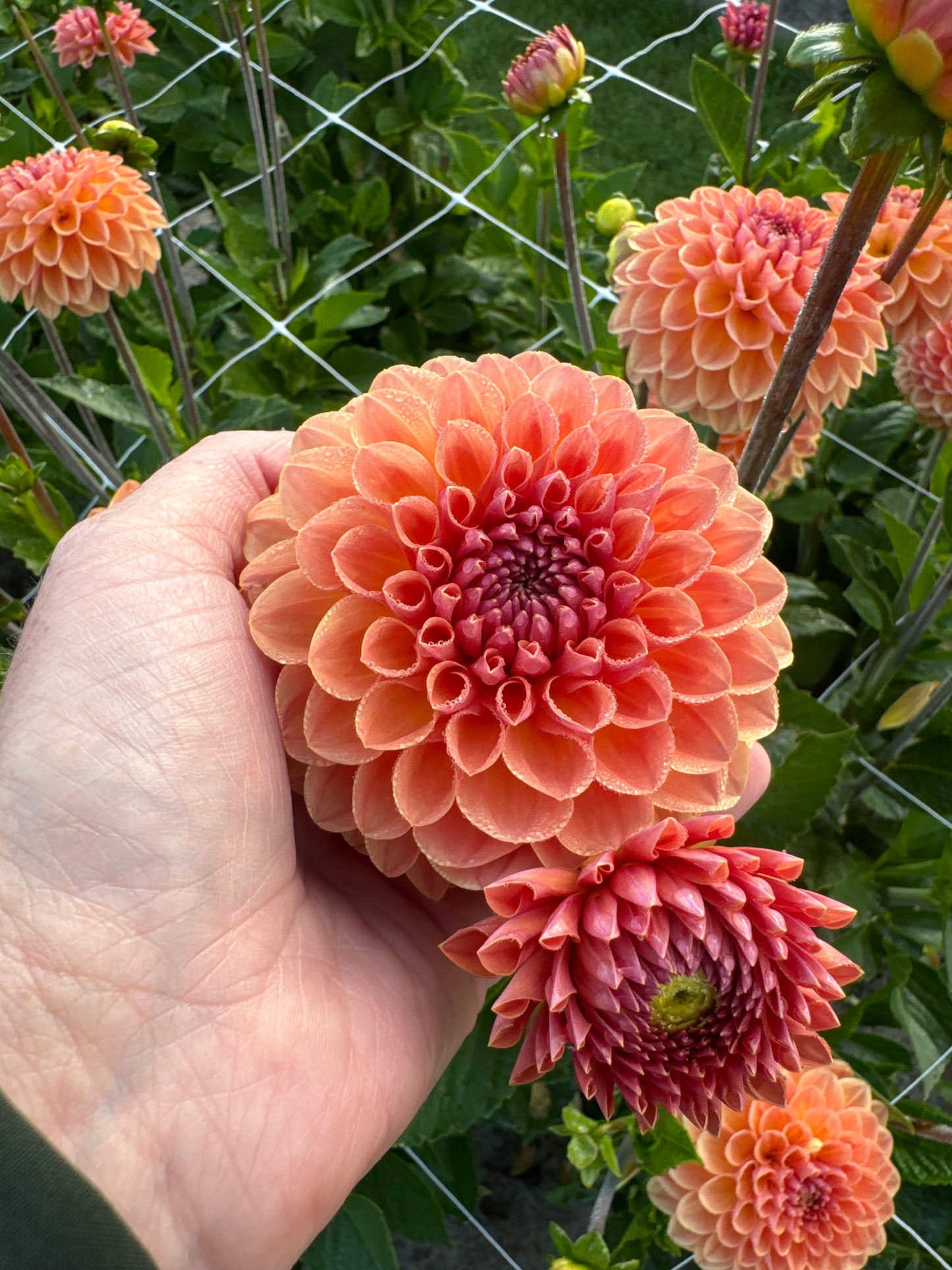 Dahlia Orange Breeze